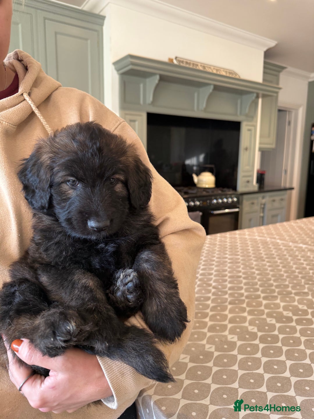 Mixed Breed dogs for sale: Goldendoodle x Blue Sable German Shepard puppies - Advert 9