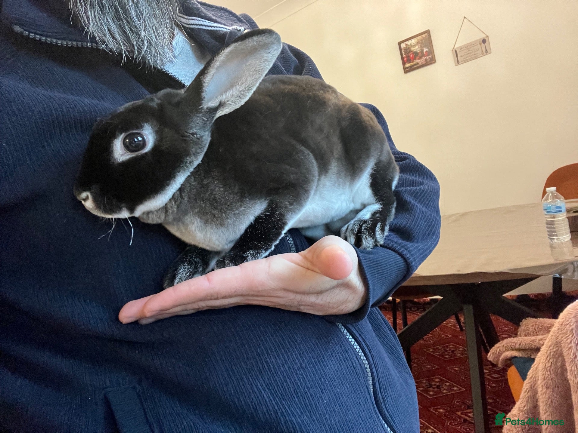 Rex rabbits 🐰 Beautiful, Very Friendly & Healthy Mini Rex Boy - Advert 1