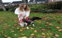Mixed Breed dogs for adoption: 💙STEVIE-HANDSOME DALMATIAN CROSS BOY 💙 - Advert 7