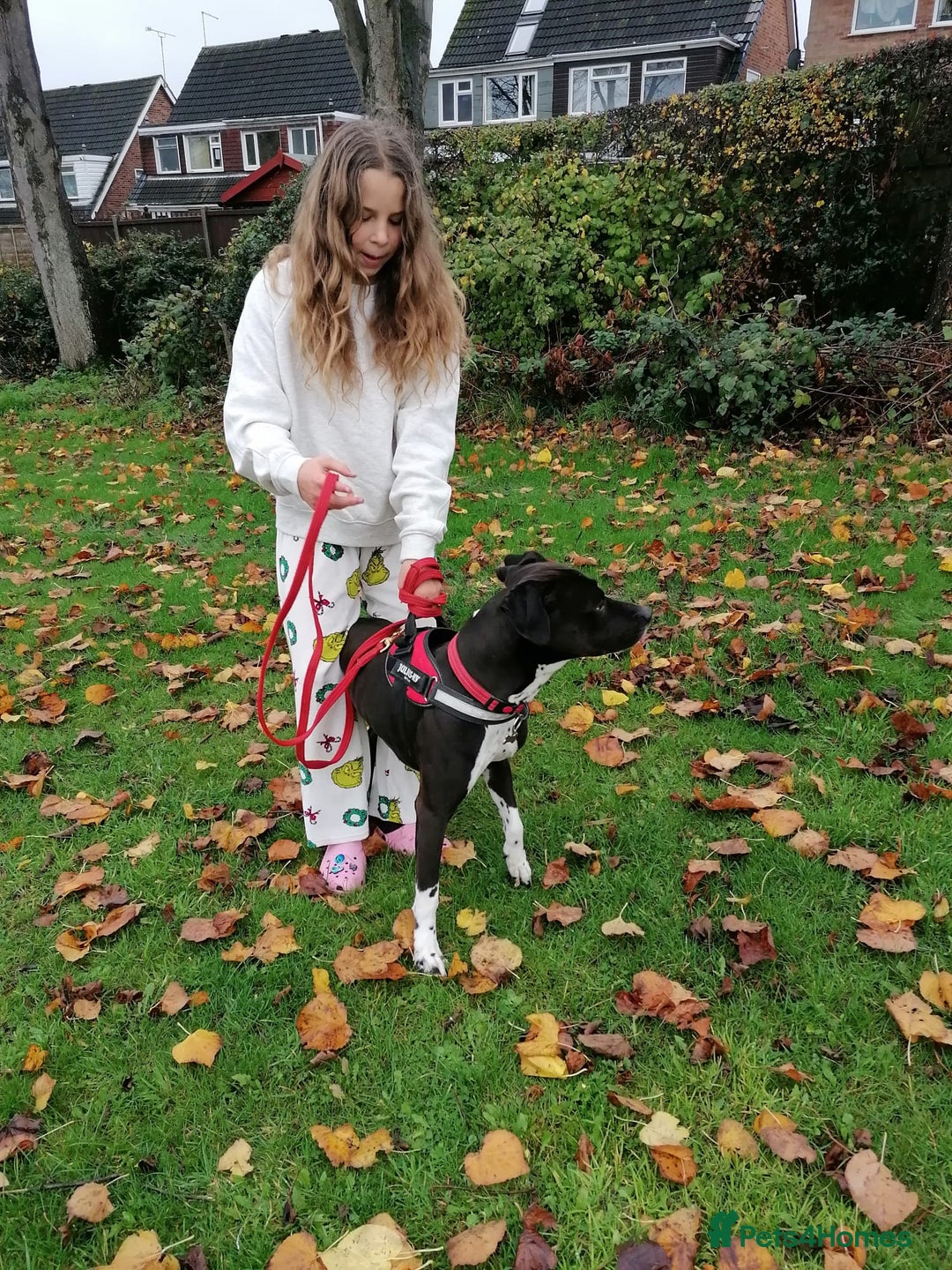 Mixed Breed dogs for adoption: 💙STEVIE-HANDSOME DALMATIAN CROSS BOY 💙 - Advert 7