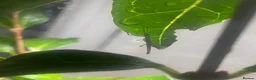 Stick Insects invertebrates for sale: Stick Insect - Indian Walking Stick in Haverfordwest - Advert 2
