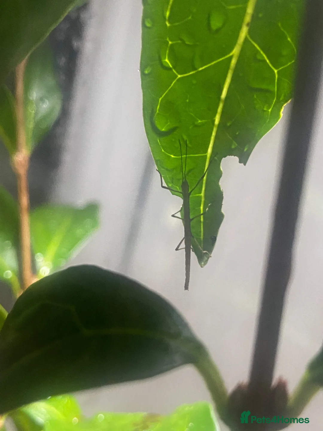 Stick Insects invertebrates for sale: Stick Insect - Indian Walking Stick in Haverfordwest - Advert 2