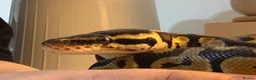 Python Snake reptiles for sale: Royal ball python  - Advert 3