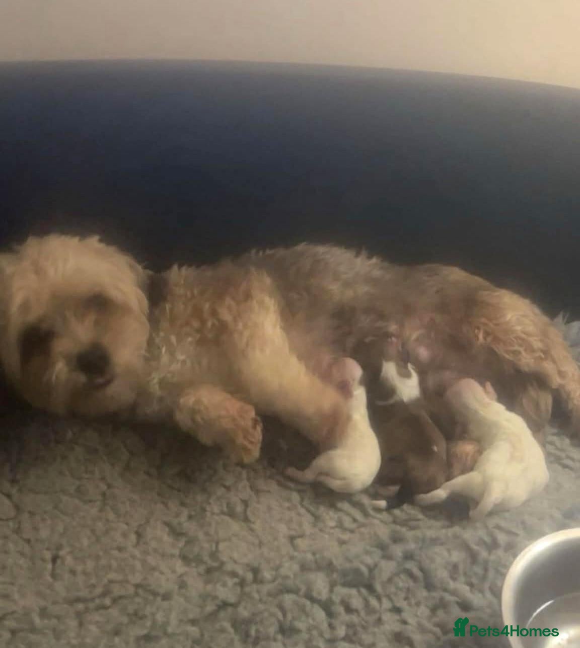 Mixed Breed dogs 3X HAVACHON PUPS FOR SALE 2X FEMALE 1X MALE - Advert 6