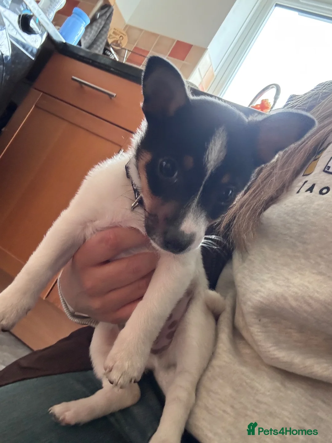 Jack Russell dogs for sale: Lovely Jack Russel puppy in Rugby - Advert 8
