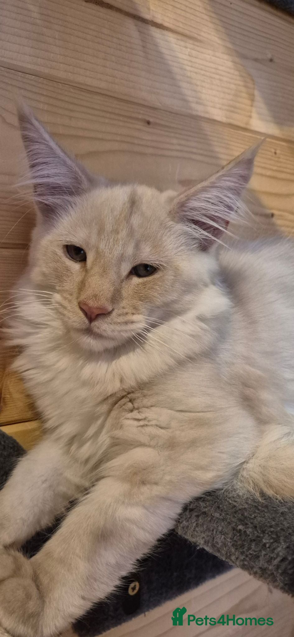 Maine Coon cats Mein con  - Advert 3