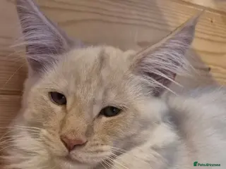 Maine Coon cats Mein con - Advert 3