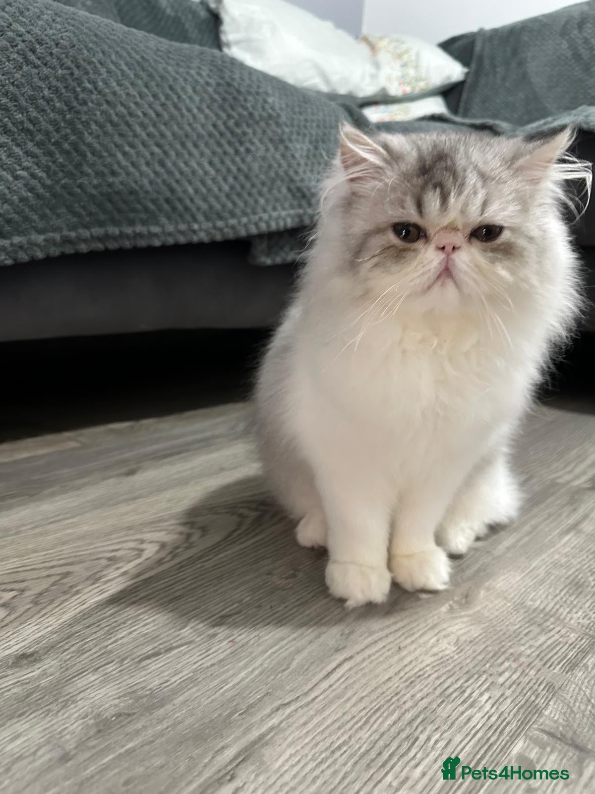 Persian cats Pure Persian Kittens – Bi-Color - Thick Fur - Advert 2