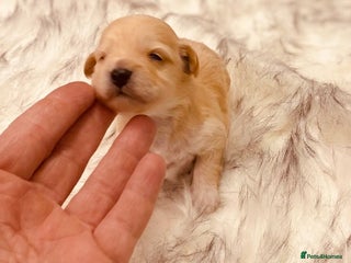 Maltipoo dogs - Advert 3