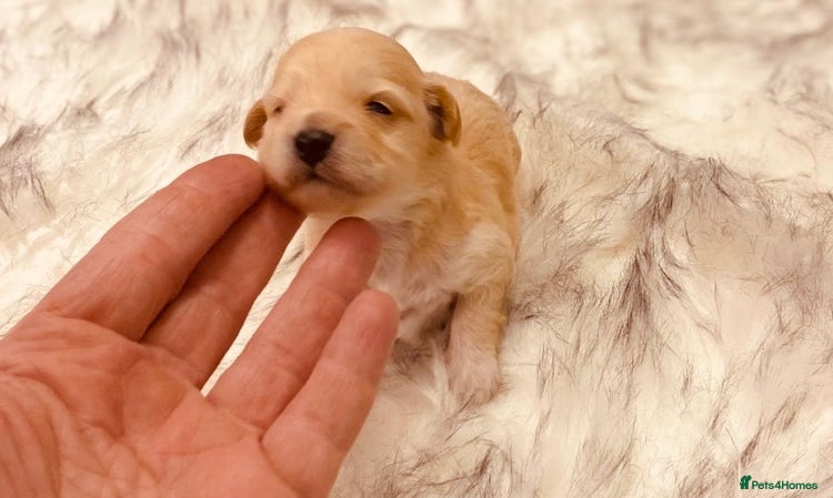 Maltipoo dogs - Advert 1