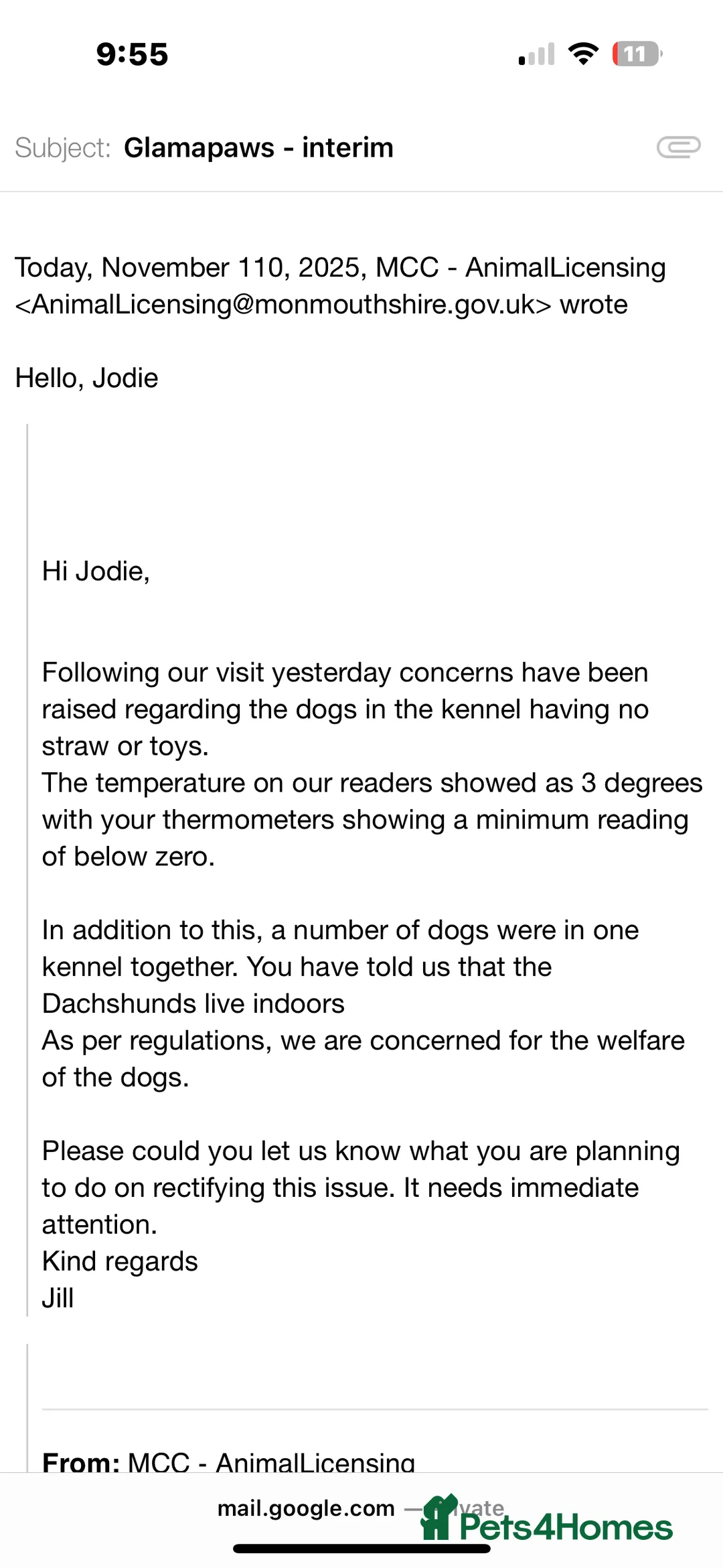 Miniature Dachshund dogs for sale: BEAUTIFUL PRA CLEAR & KC REG MINIS - Advert 34