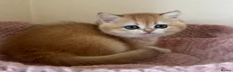 British Shorthair cats for sale: Quality Golden Kittens - Advert 16