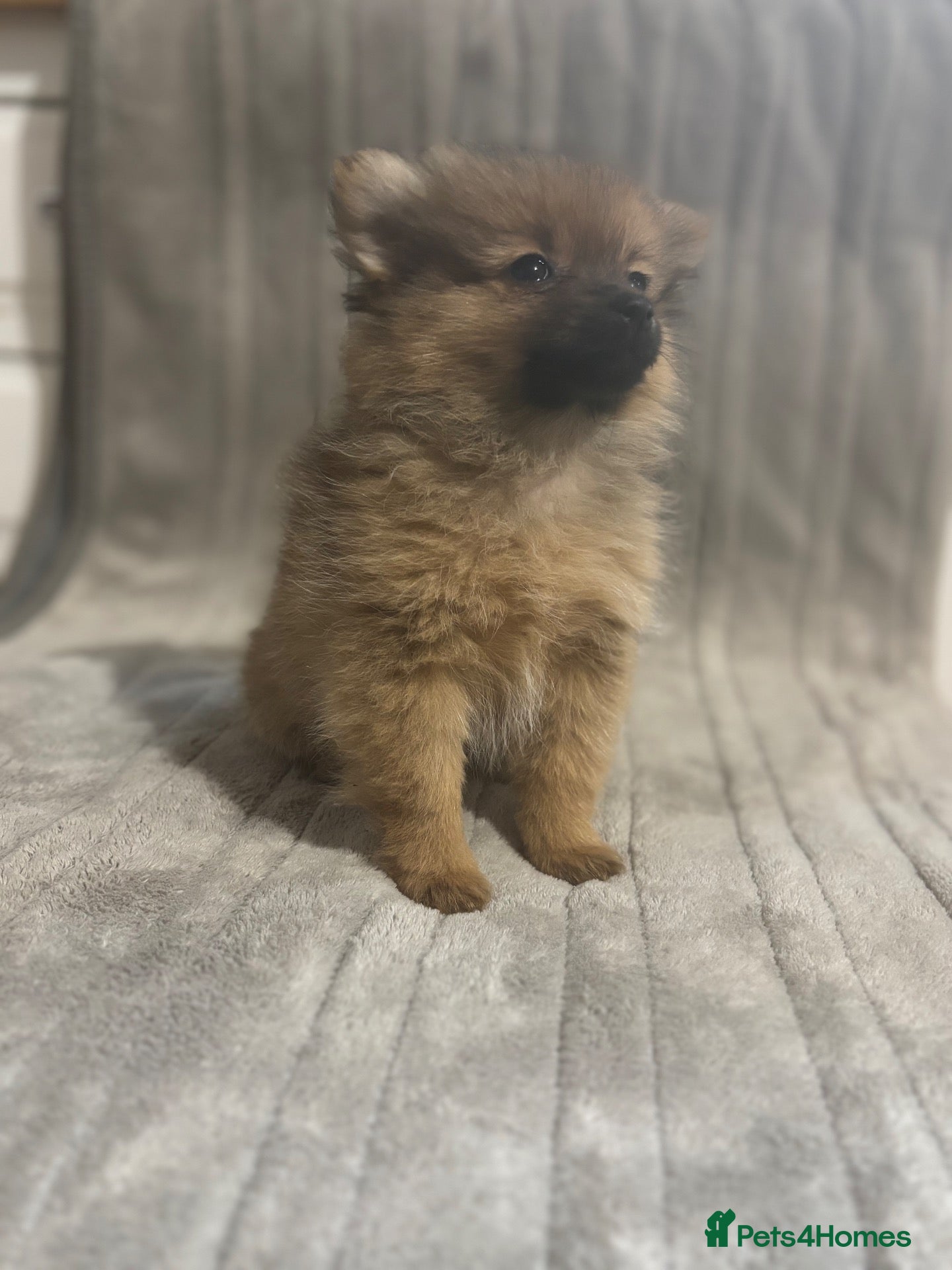 Pomeranian dogs Last tiny girl available  reduced 🏡 - Advert 16