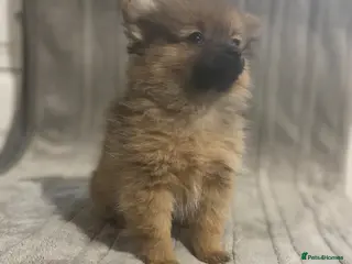 Pomeranian dogs Last tiny girl available reduced 🏡 - Advert 16