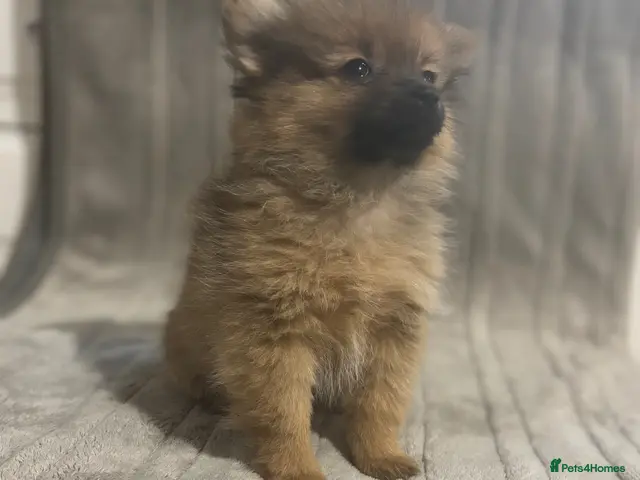 Pomeranian dogs Last tiny girl available reduced 🏡 - Advert 8