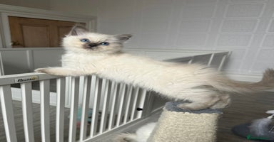 Ragdoll cats - Advert 6