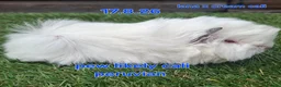 Guinea Pig rodents for sale: Fluffy boy guinea pigs teddy, alpaca, peruvian - Advert 5