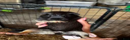 Guinea Pig rodents for sale: Female Guinea Pigs - Advert 4