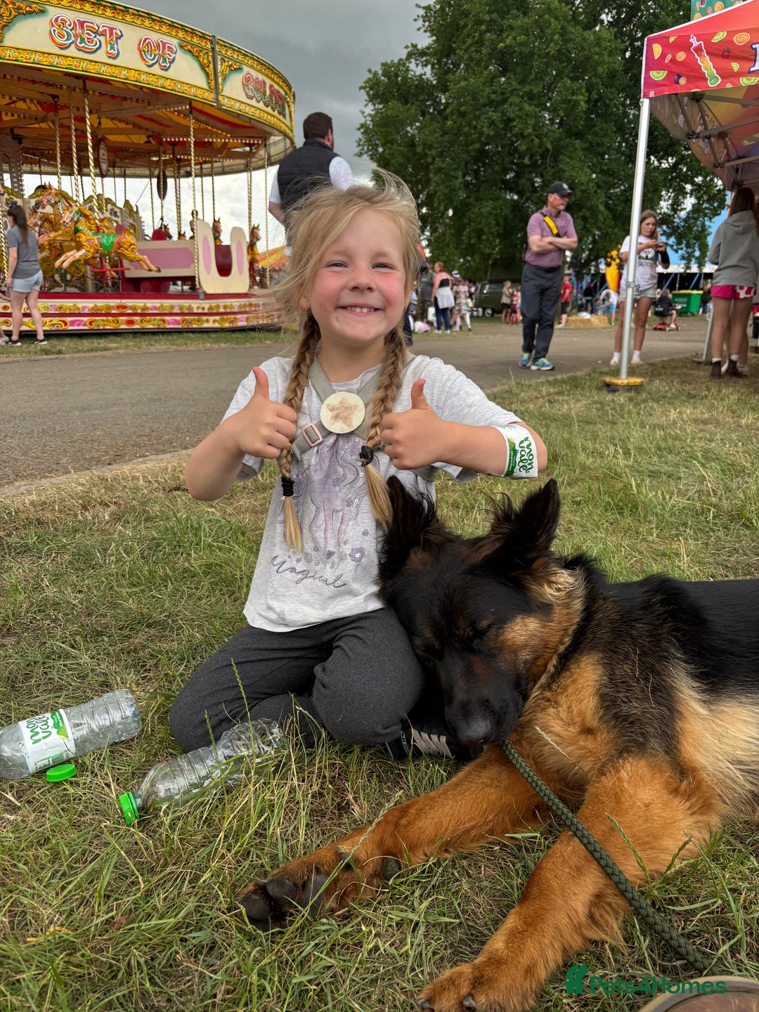 German Shepherd dogs for sale: German shepherd puppies  - Image 5