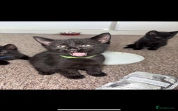 Mixed Breed cats for sale: Black Kittens - Image 4