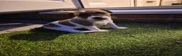 Jack Russell dogs for sale: Jack Russel puppies  - Advert 14