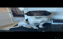 Sprocker dogs for sale: Sprocker spaniel  - Image 3