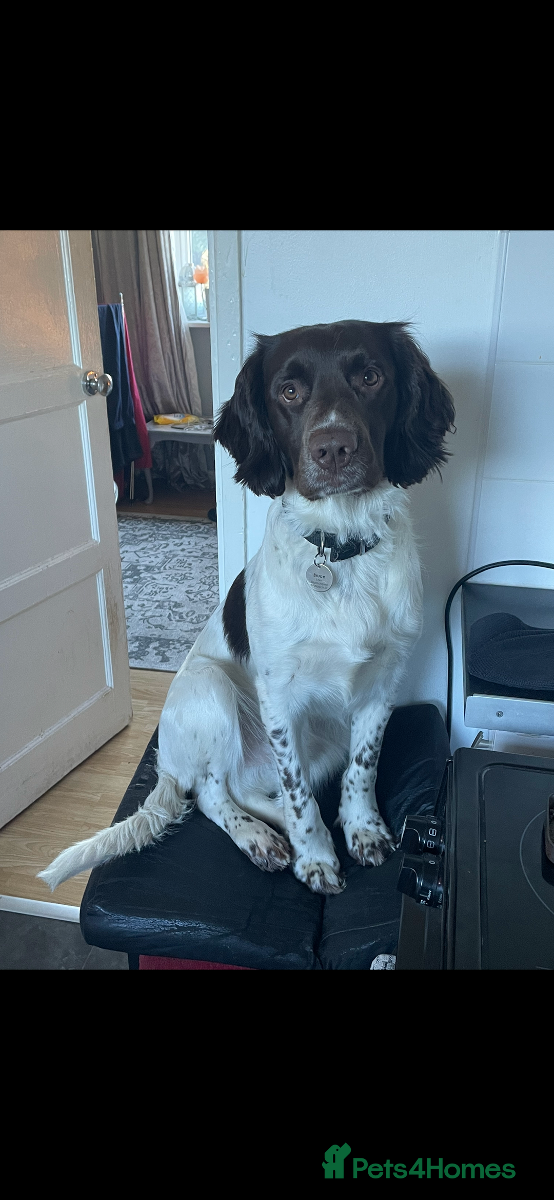 Sprocker dogs for sale: Sprocker spaniel  - Image 3