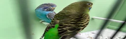 Budgerigars birds for sale: Black face with black wing split bf/bw pair  - Advert 3