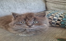 British Longhair cats for sale: 5 x beautiful BLH kittens for sale - Advert 7