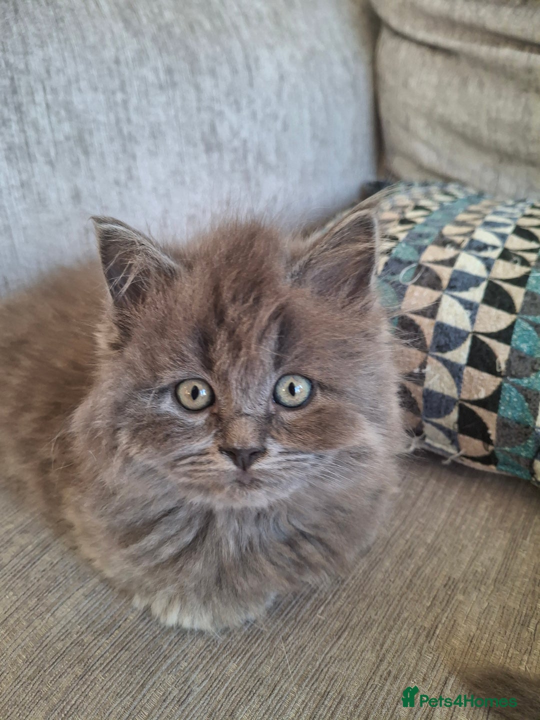 British Longhair cats for sale: 5 x beautiful BLH kittens for sale - Advert 7