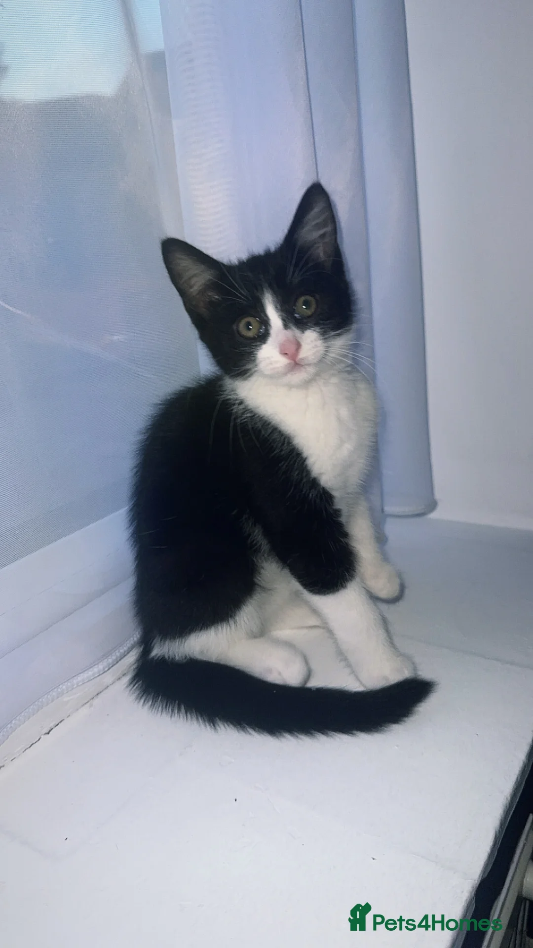 Mixed Breed cats for sale: Tuxedo ghost tabby  - Advert 3