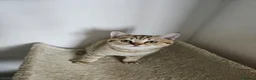 British Shorthair cats for sale: British Shorthair kittens! 2 LEFT!  - Advert 6