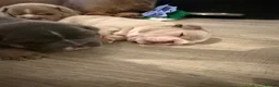 English Bulldog dogs for sale: Kc reg Incredible litter health tested Parents  - Advert 5