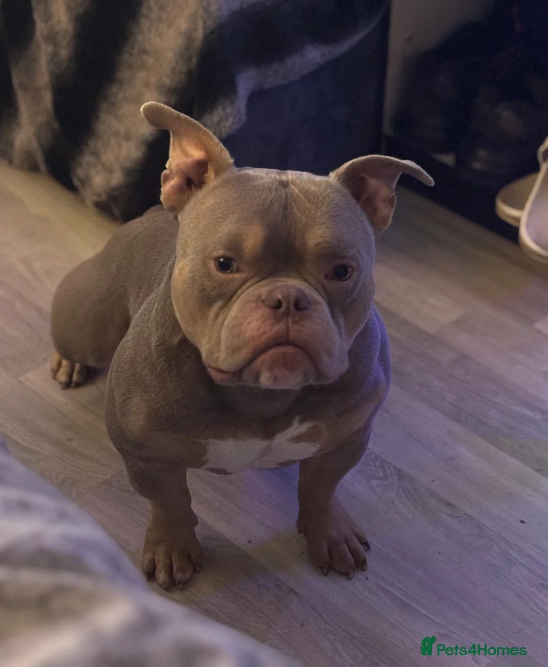 American Bully dogs for sale: Stunning Micro Bully - Registered  - Advert 2