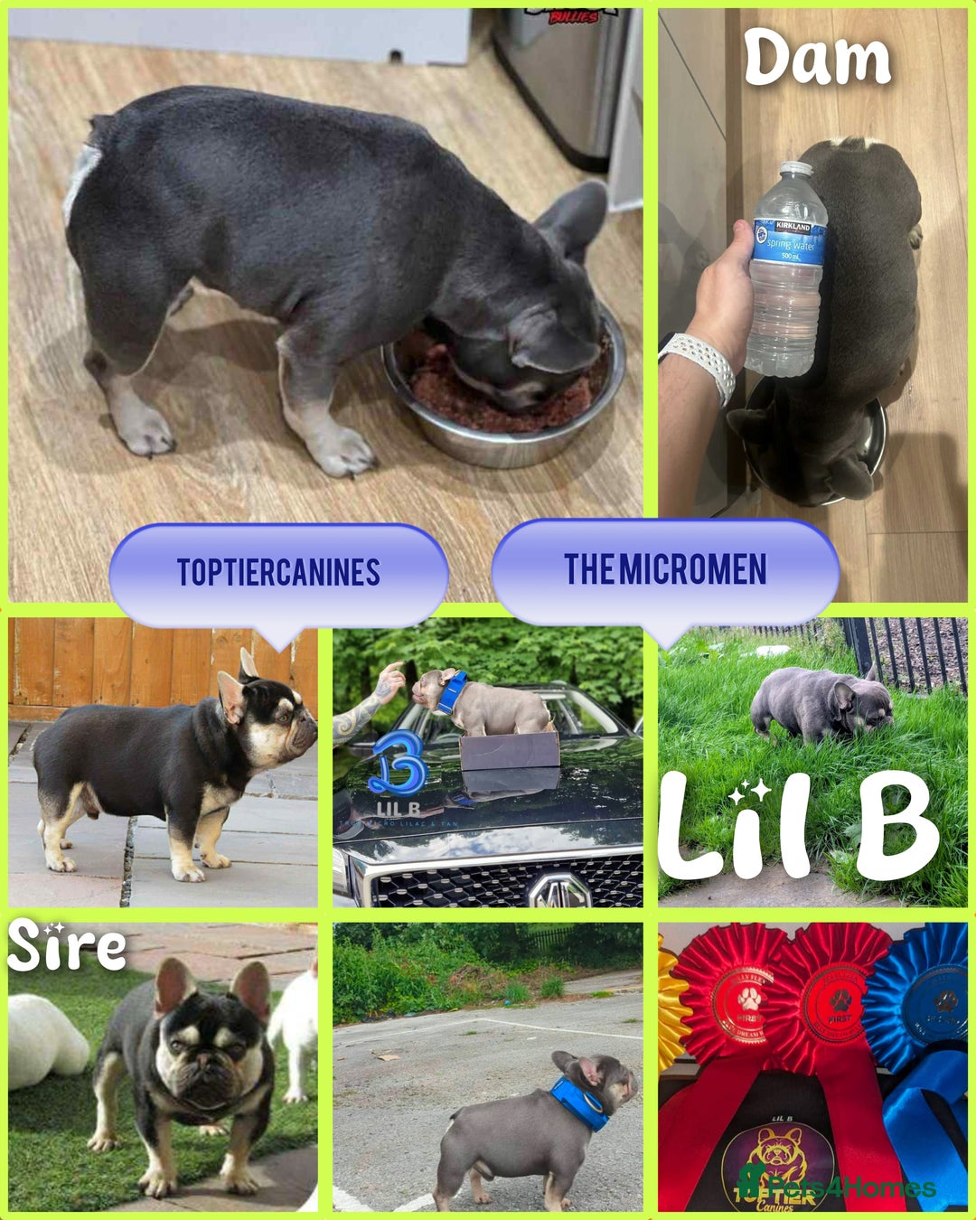 French Bulldog dogs for stud: Smallest proven micro stud in the uk - Advert 8