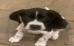Pointer dogs for sale: English pointer puppies  - Image 7