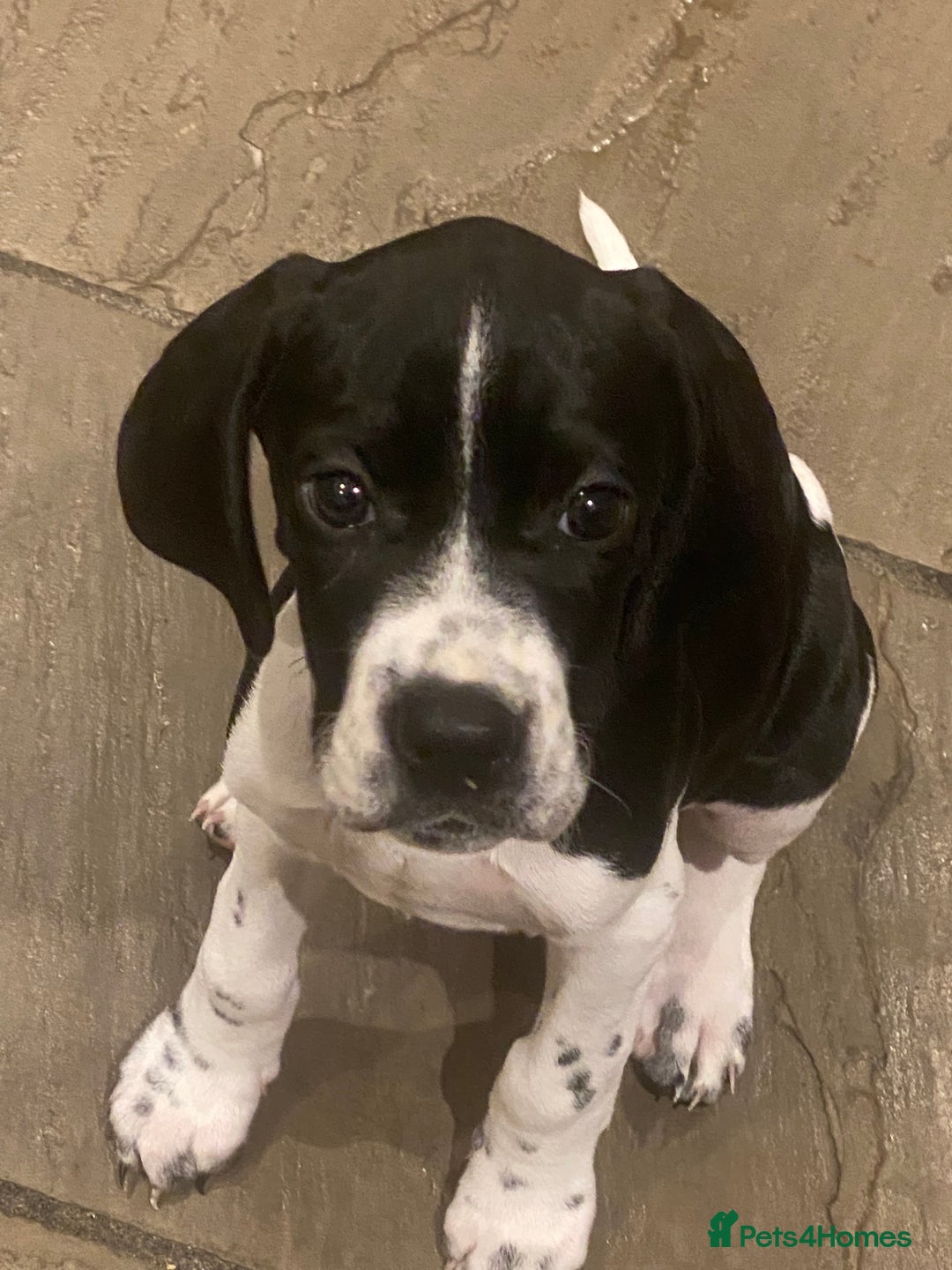 Pointer dogs for sale: English pointer puppies  - Image 7
