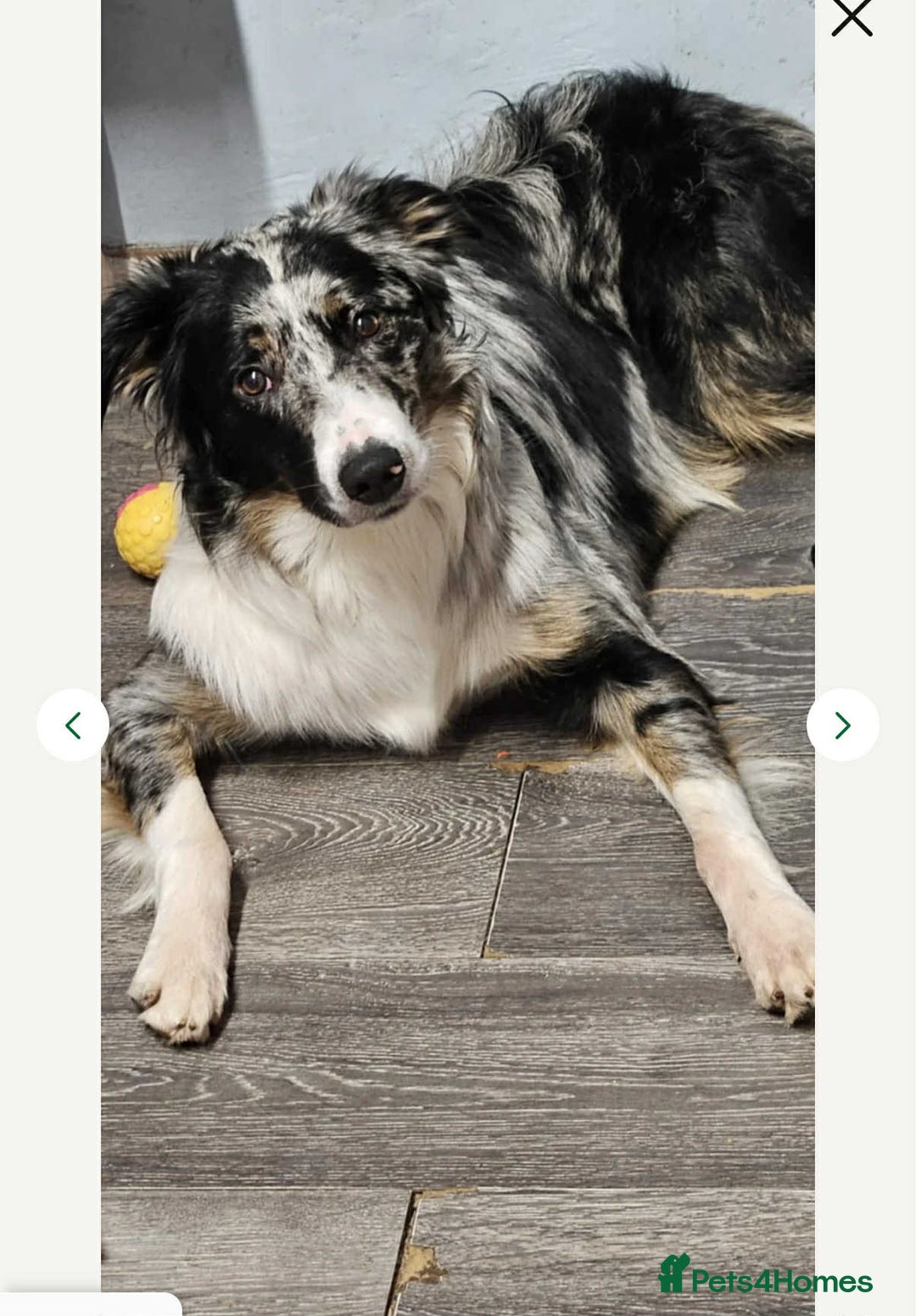 Border Collie dogs for sale: Border Collie Puppies  - Advert 13