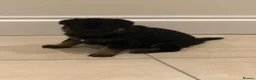 German Shepherd dogs for sale: Mrs Jas Padda  - Advert 15