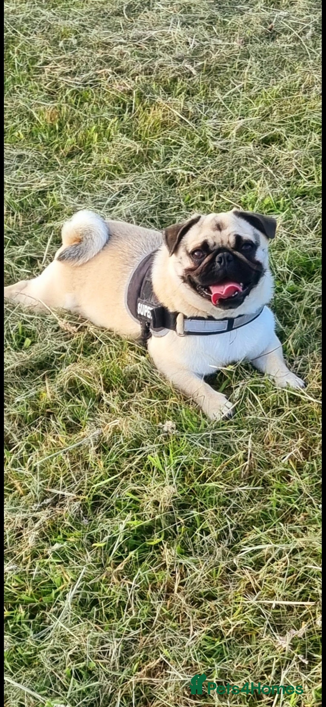 Pug dogs for sale: Dave the pug looking for new home - Advert 1