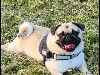 Pug dogs Dave the pug looking for new home - Advert 1