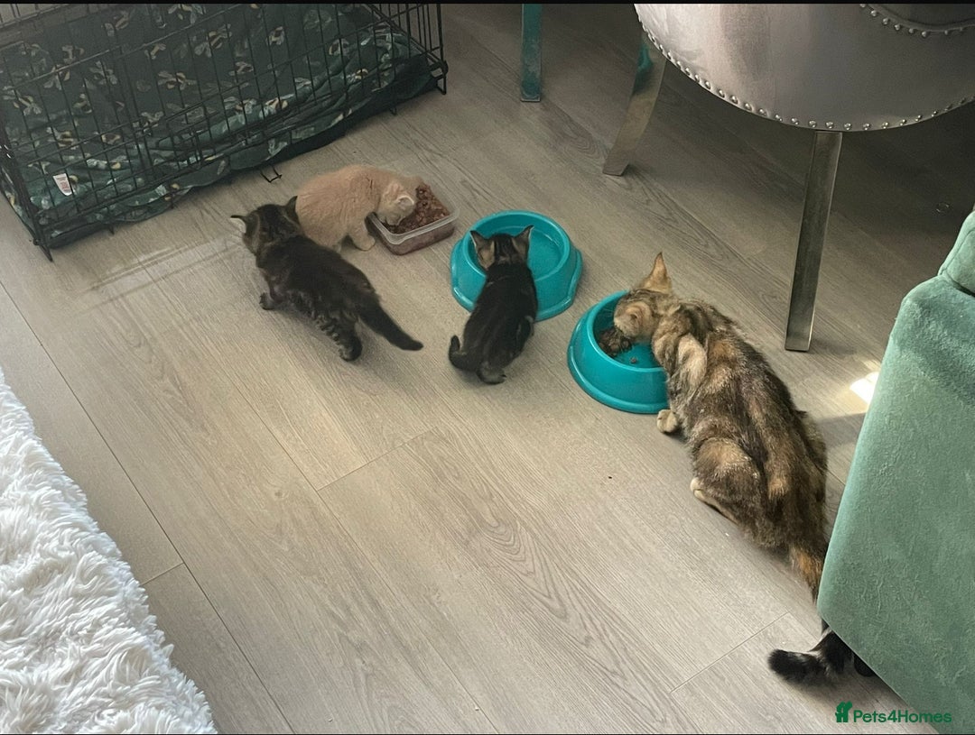 Mixed Breed cats for sale: 3 british shorthair kittens for sale  - Image 8