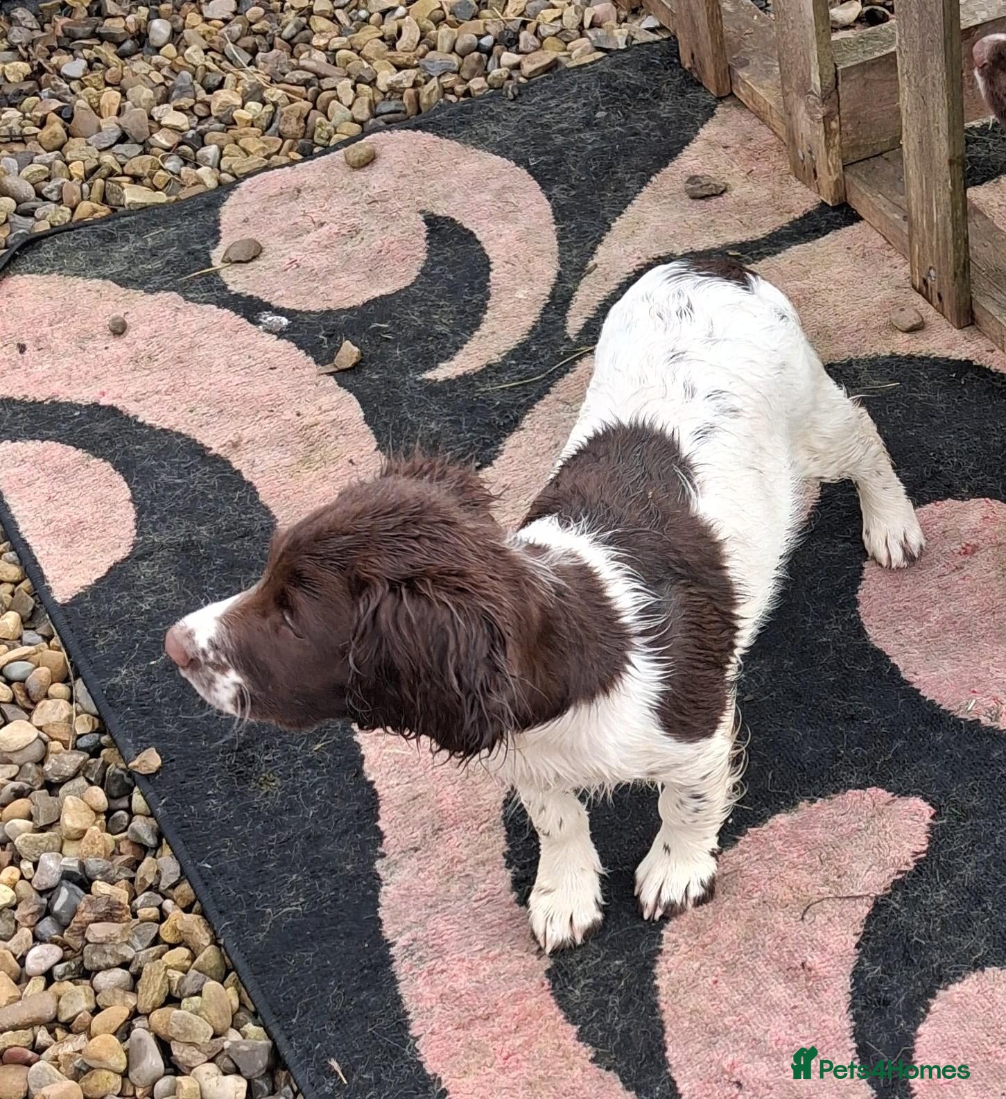 English Springer Spaniel dogs Gorgeous English Springer Spaniels Puppies - Advert 17