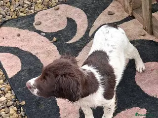 English Springer Spaniel dogs Gorgeous English Springer Spaniels Puppies - Advert 17