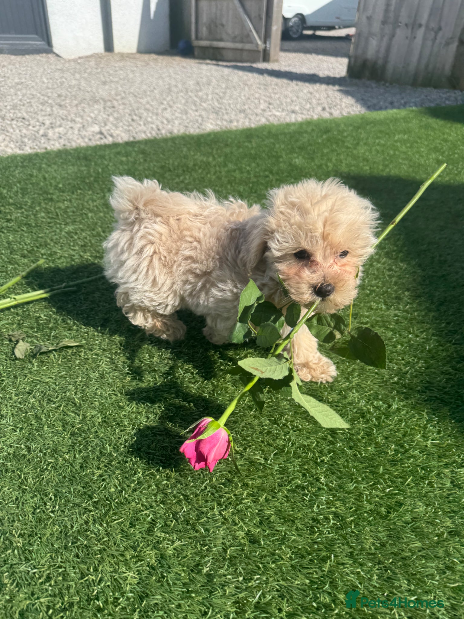 Maltipoo dogs Quality teddy bear cream Maltipoo Asian f1💙🫶 - Advert 5