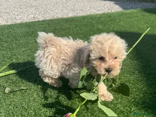 Maltipoo dogs Quality teddy bear cream Maltipoo Asian f1💙🫶 - Advert 5