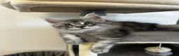 Maine Coon cats for sale:  Exceptional TICA Registered Maine Coon Kittens 🐾 - Advert 35