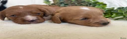 Cavapoo dogs for sale: STUNNING DNA TESTED TOY CAVAPOOS - Advert 5