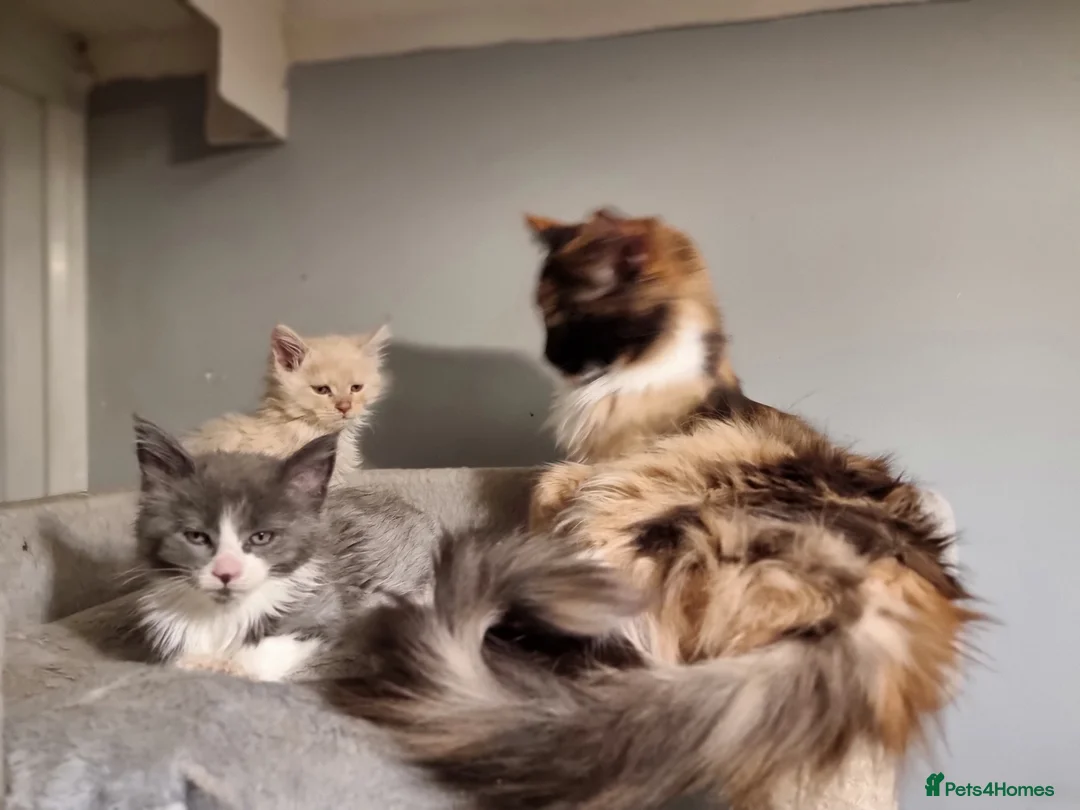 Maine Coon cats for sale: 2 litters of Maine Coon - Advert 2