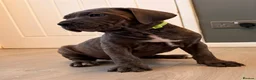 Cane Corso dogs for sale: Brutus(X-Man) World Winner line Cane Corso Puppies - Advert 25